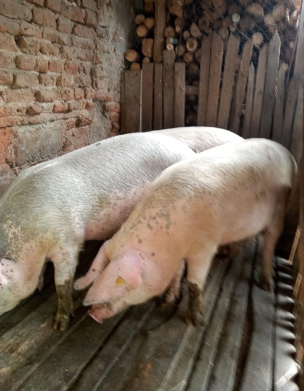 Porci cu greutate de 180-200kg !!!