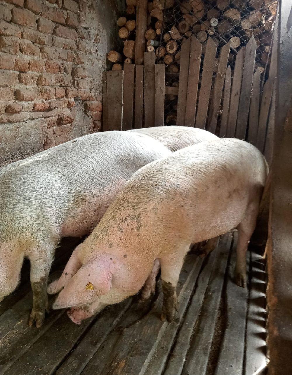 Porci cu greutate de 200 - 240 kg  !!!