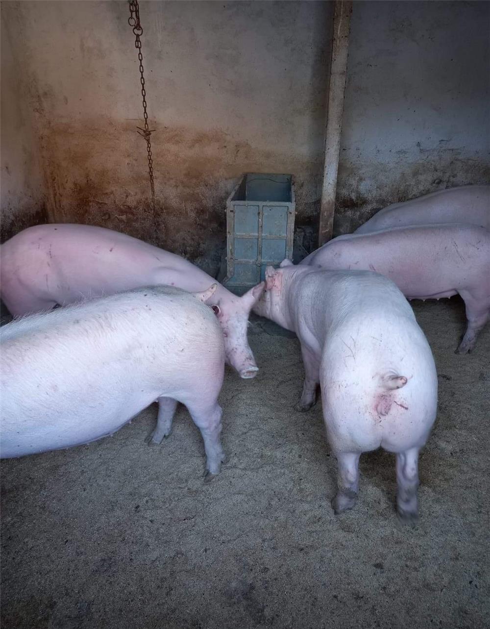 porci de carn.9 lei kg.se cântărește