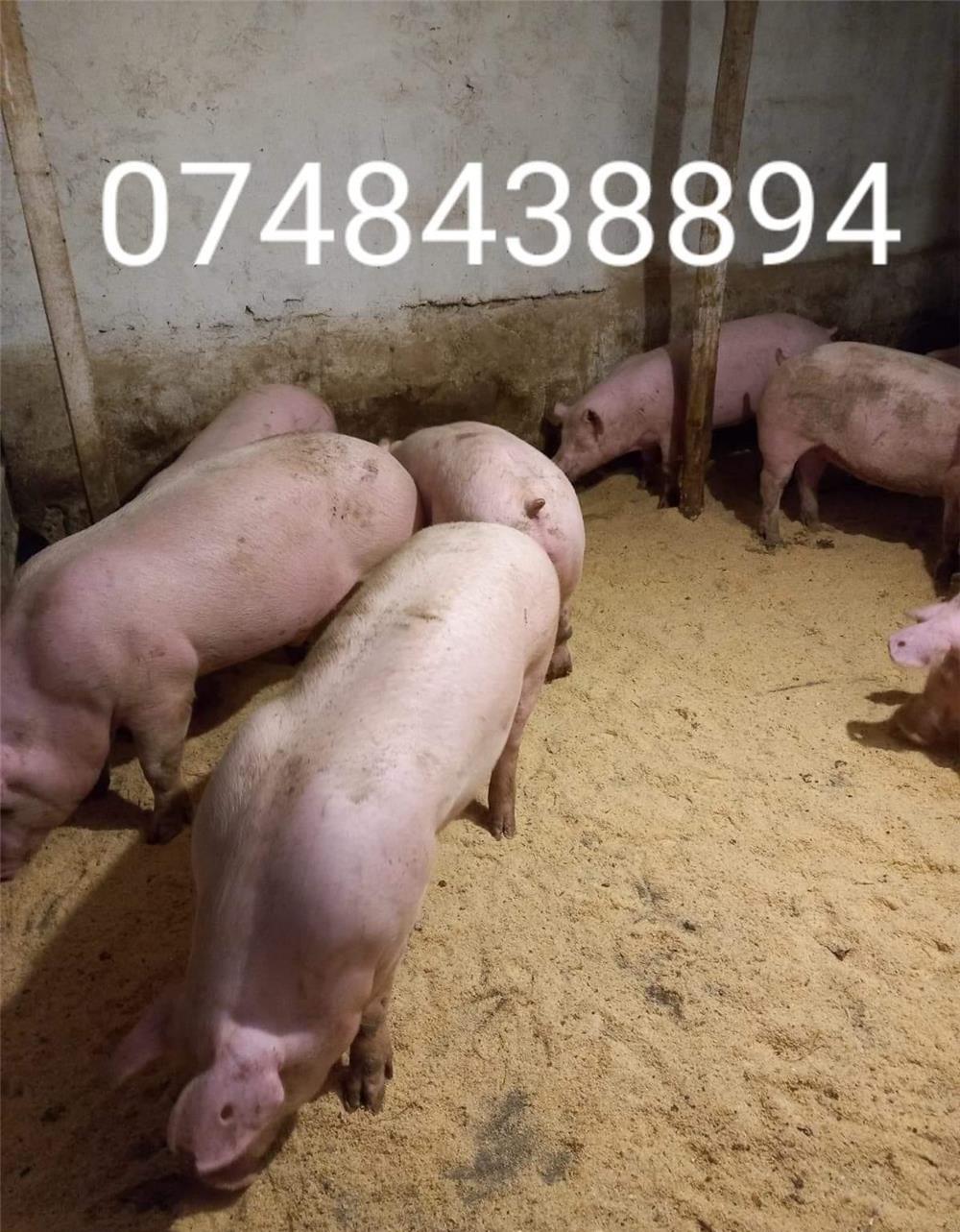 porci de carn.9 lei kg.se cântărește