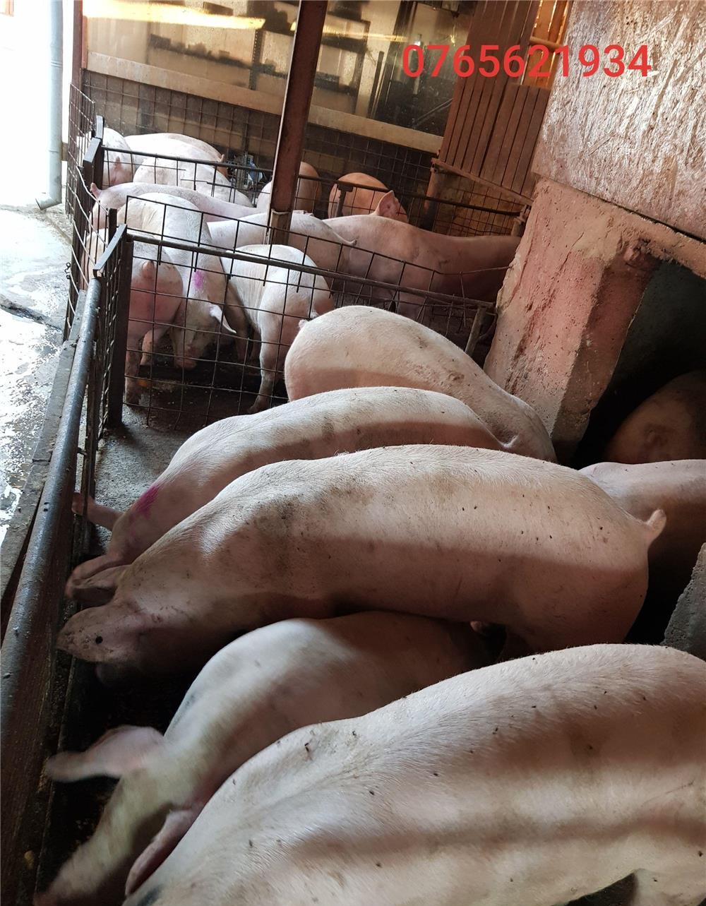 Porci de carne (100-140KG) !!! Cea mai rentabila rasa de porci !!!