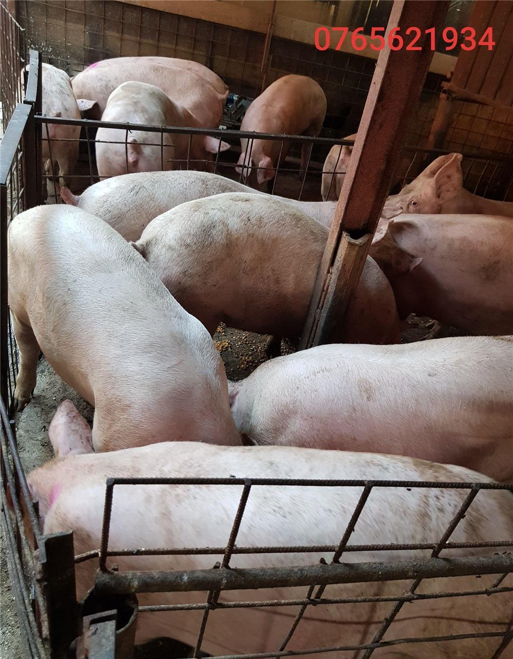 Porci de carne (100-140KG) !!! Cea mai rentabila rasa de porci !!!