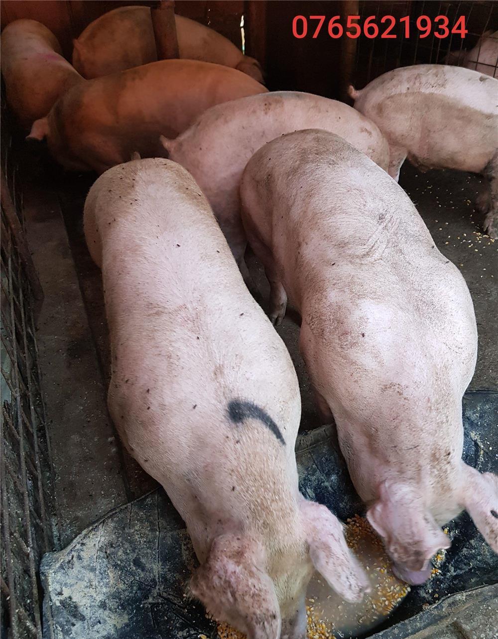 Porci de carne (100-140KG) !!! Cea mai rentabila rasa de porci !!!