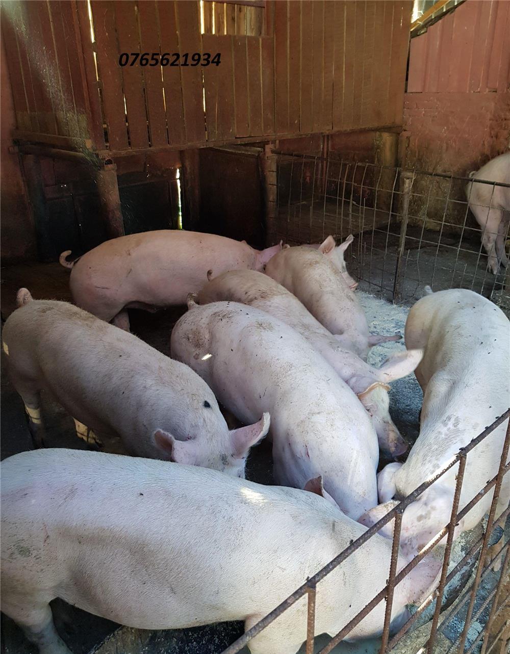 Porci de carne (60-150KG) !!!