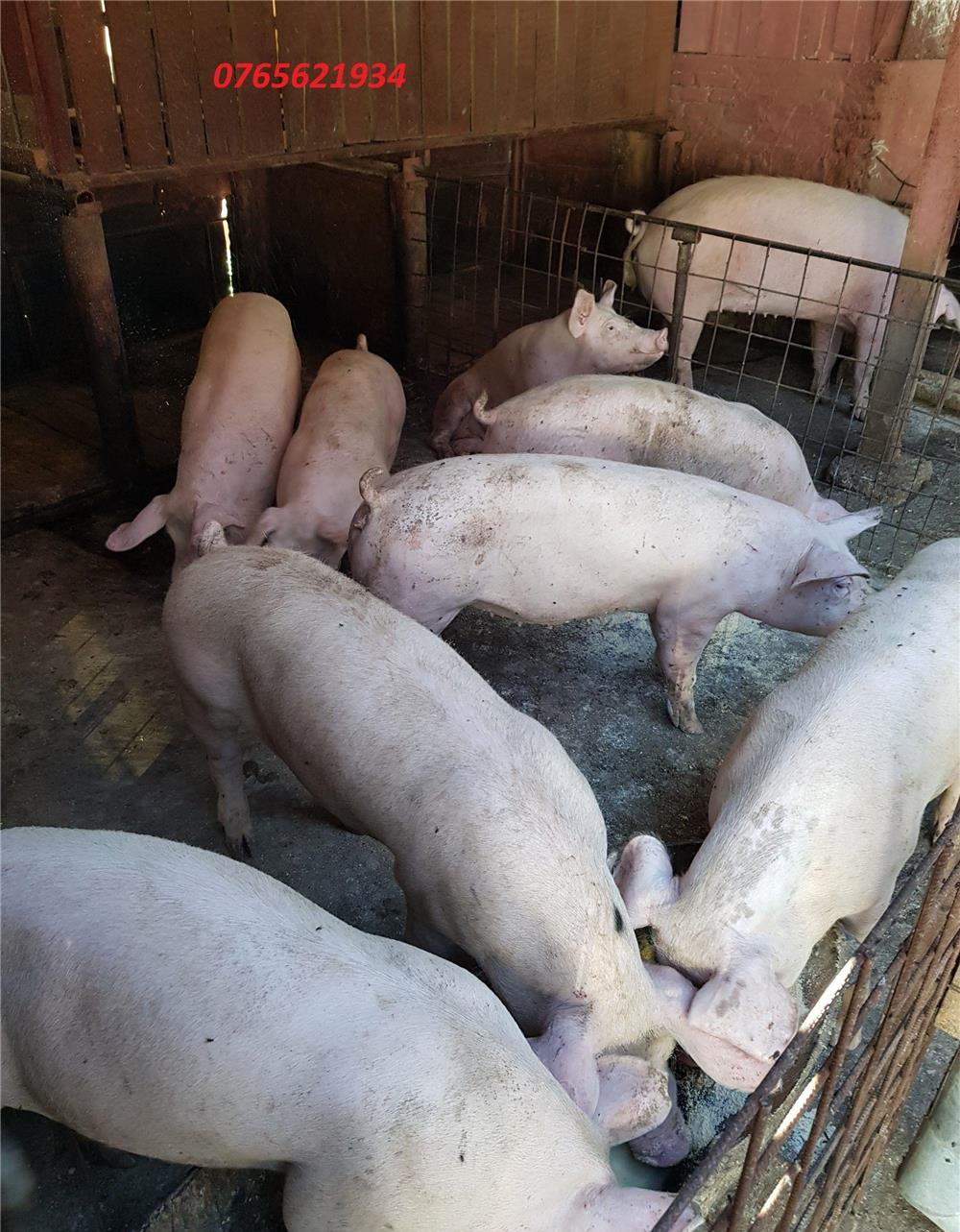 Porci de carne (60-150KG) !!!