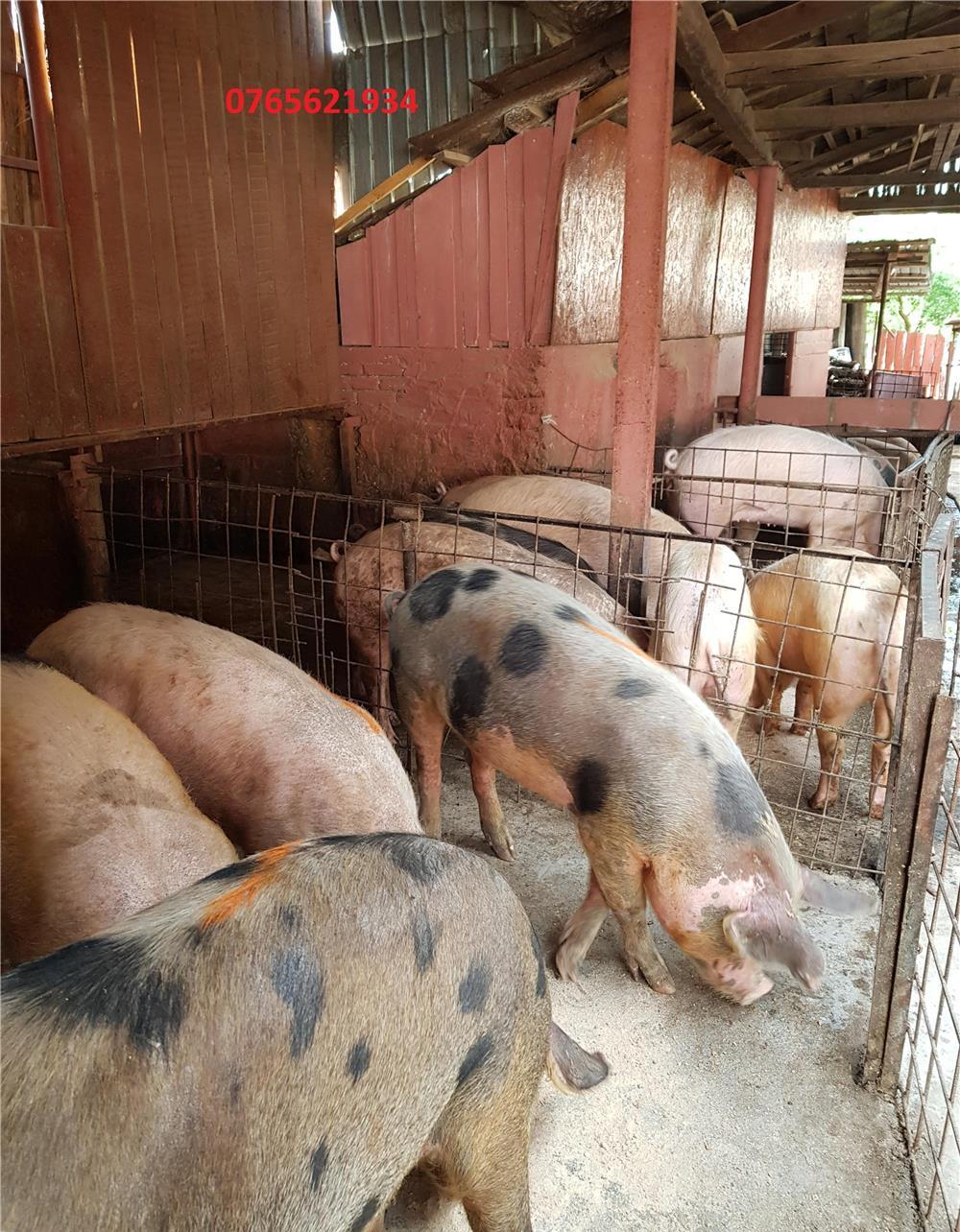 Porci de carne (80-180KG) !!!