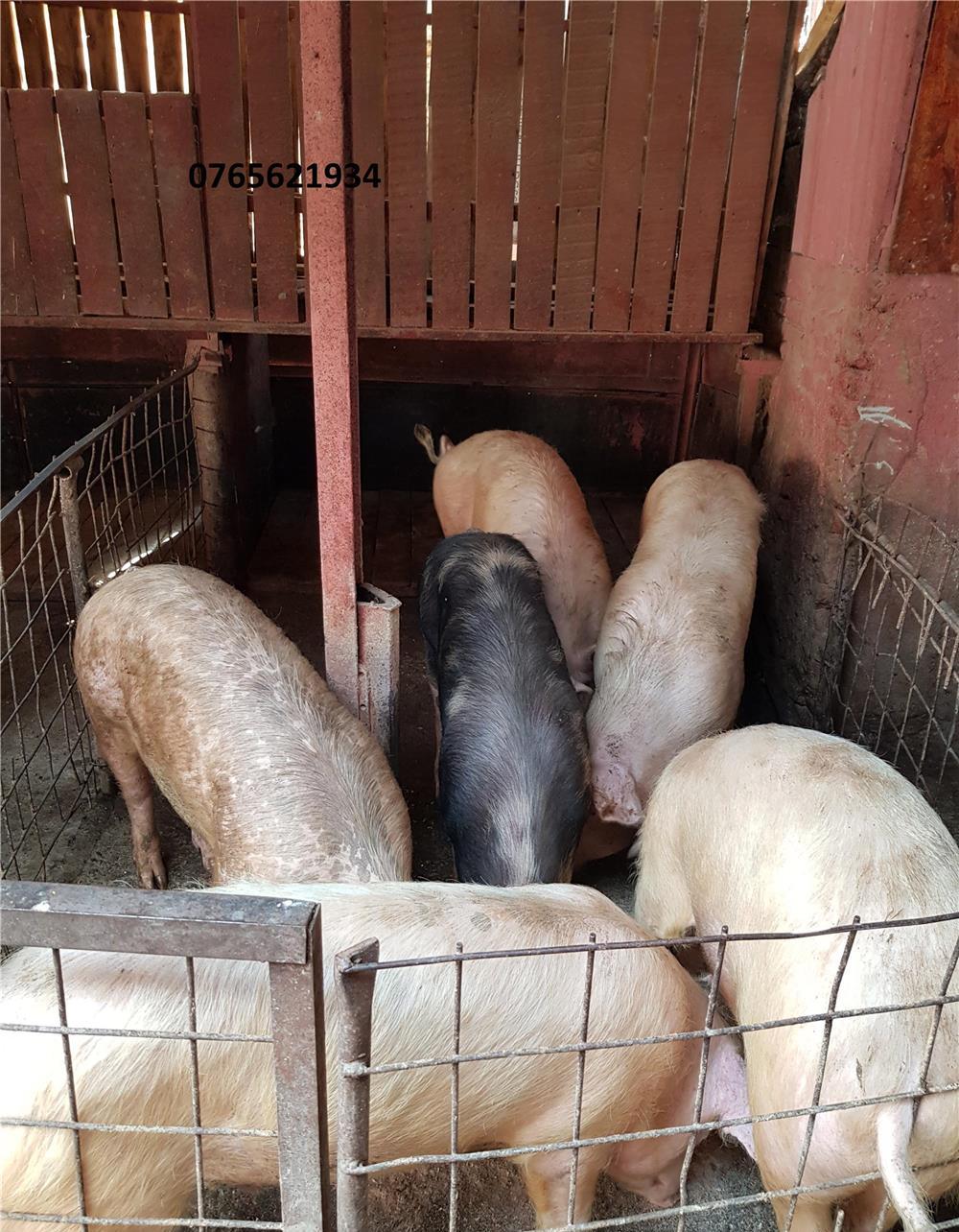 Porci de carne (80-180KG) !!!