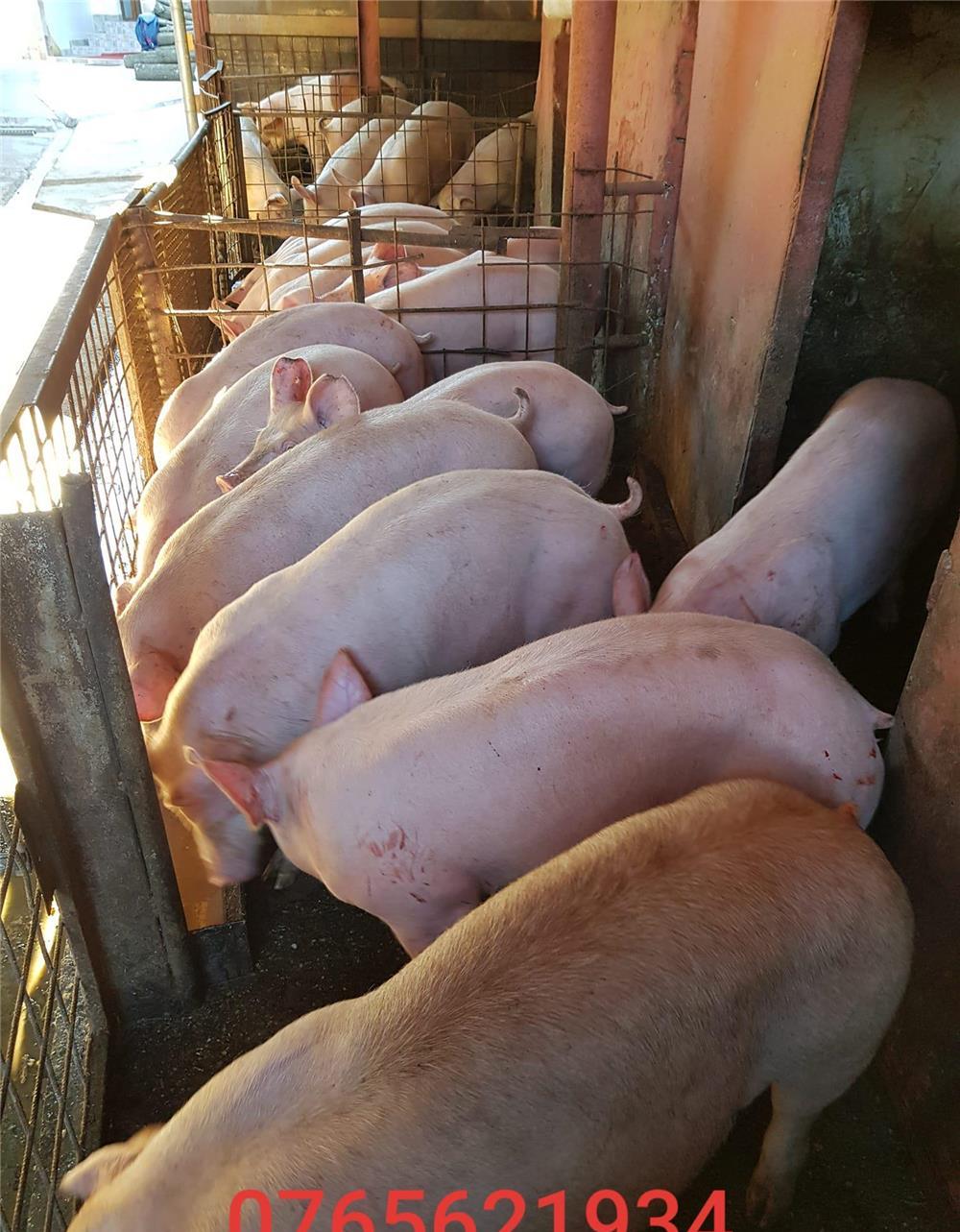 Porci de carne (80-180KG) !!!