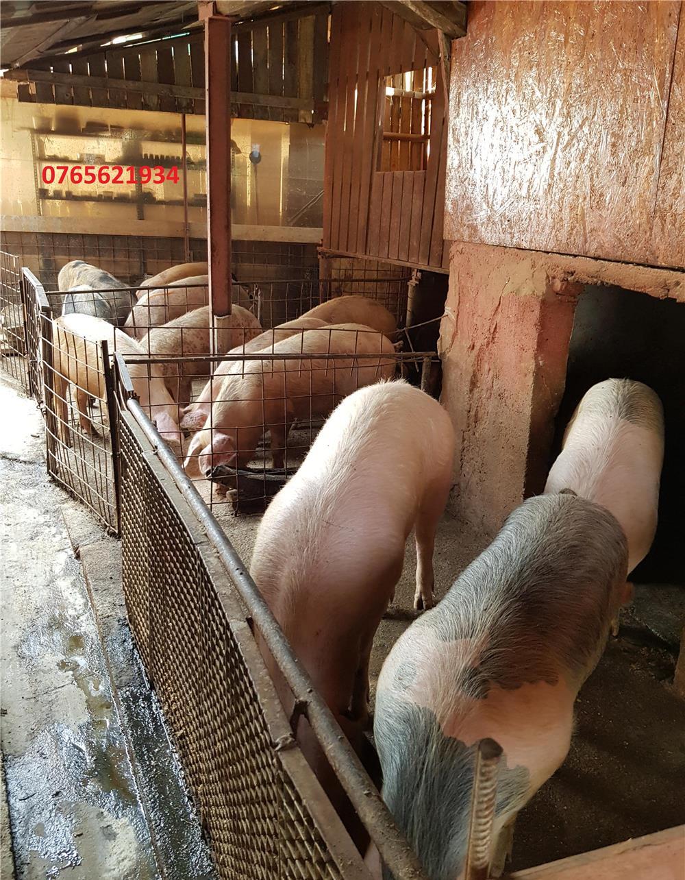 Porci de carne (80-180KG) !!!