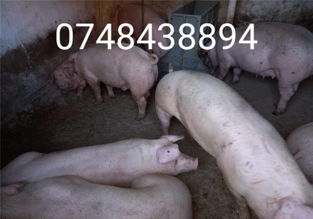 porci de carne 9 lei kg.ofer transport