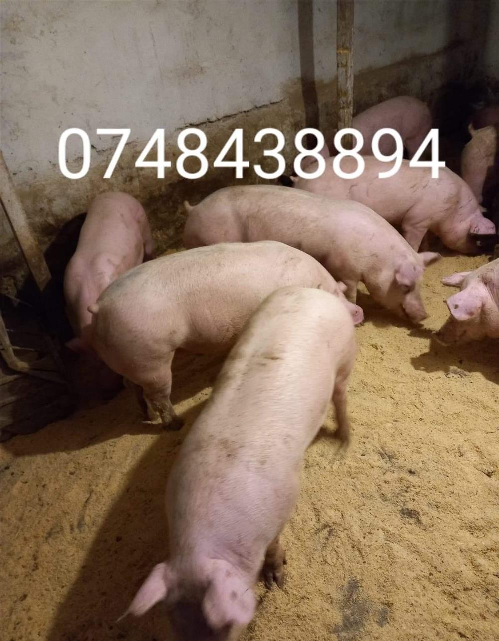 porci de carne 9 lei kg.ofer transport