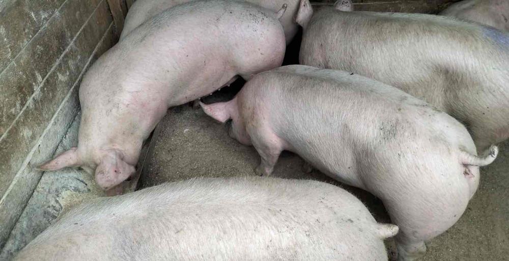 Porci de carne 90/130 kg landrace marele alb