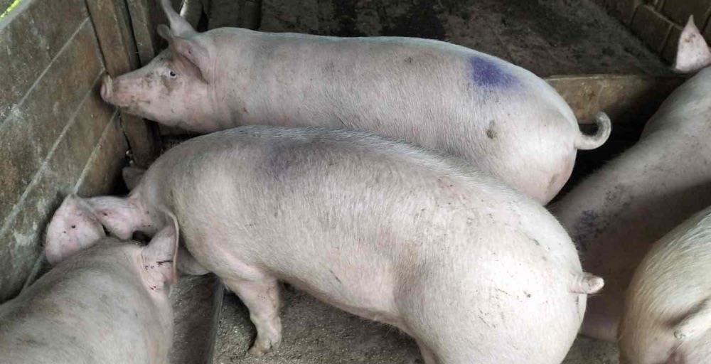 Porci de carne 90/130 kg landrace marele alb