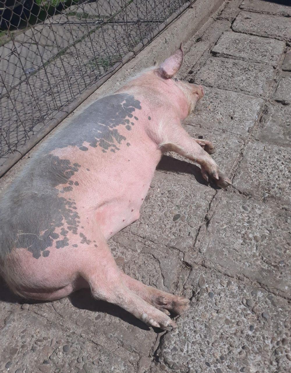 Porci de carne crescuti fara concentrate