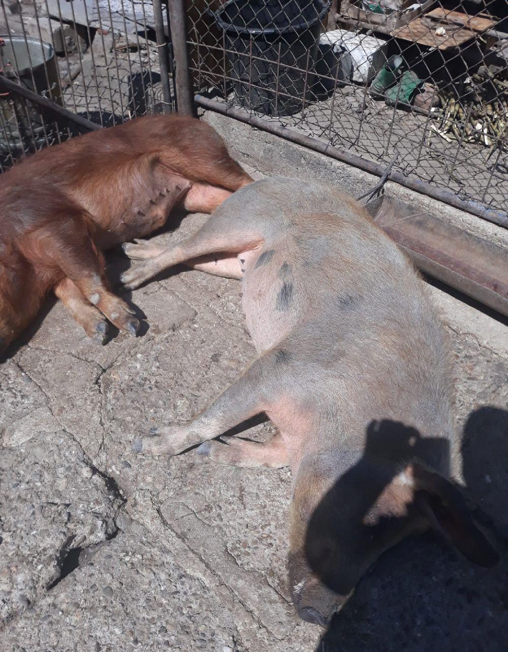 Porci de carne crescuti fara concentrate