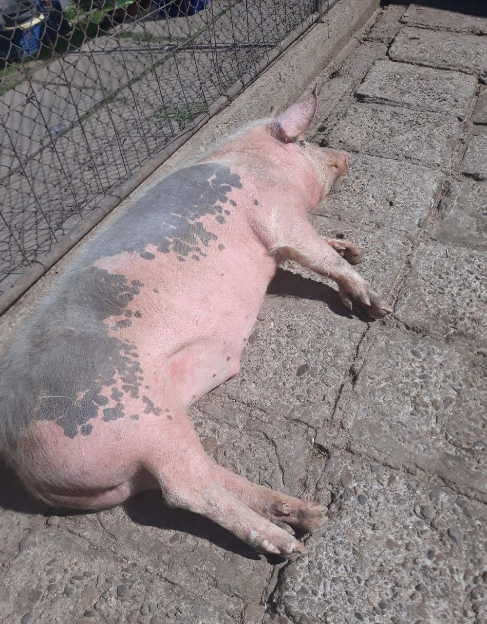Porci de carne crescuti fara concentrate