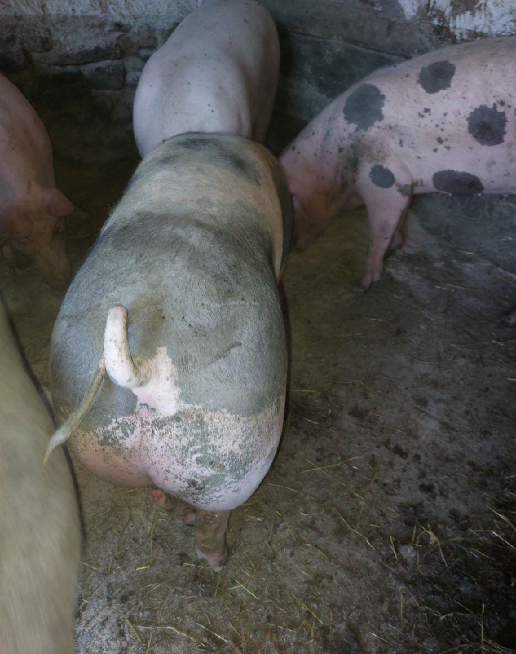 porci de carne de la 110 ..120 kg