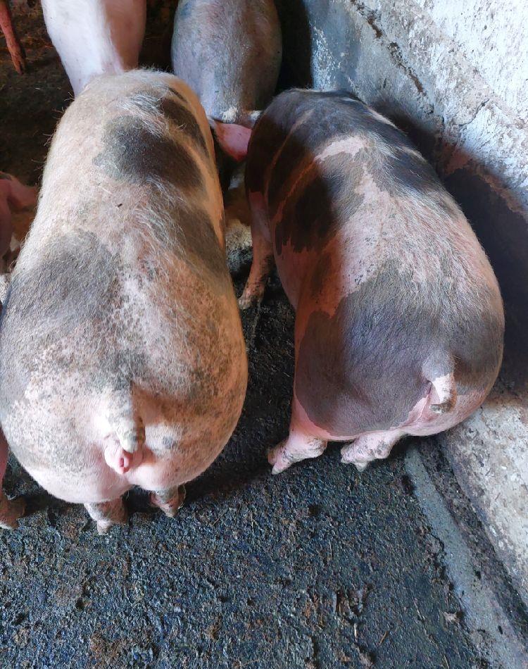 porci de carne de la 110 ..120 kg