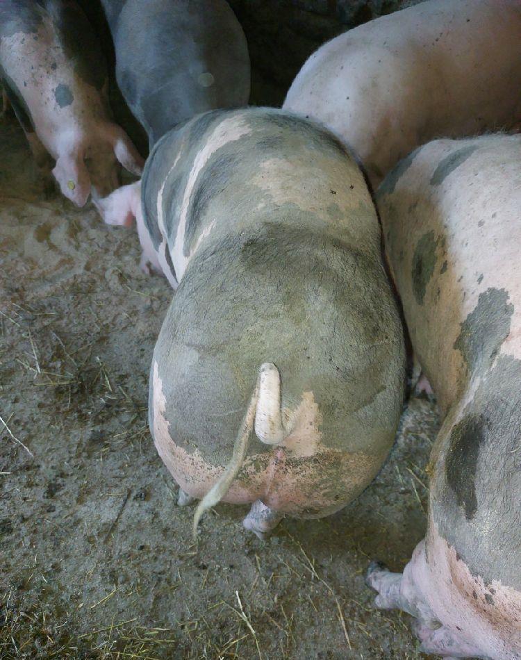 porci de carne de la 110 ..120 kg