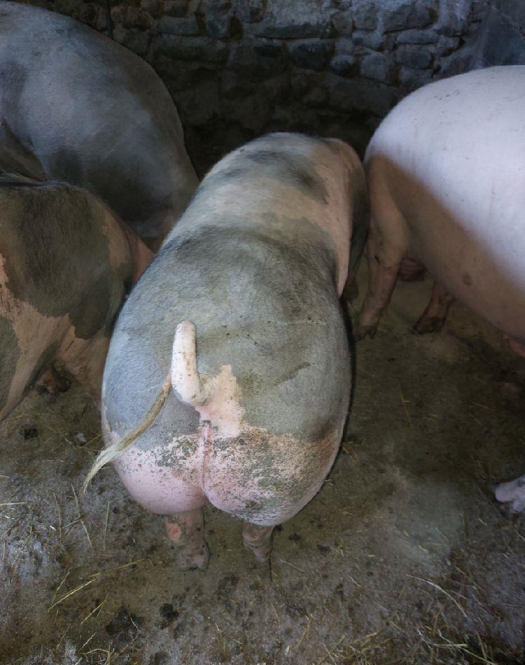 porci de carne de la 110 ..120 kg