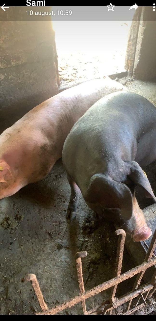 Porci de carne de vanzare