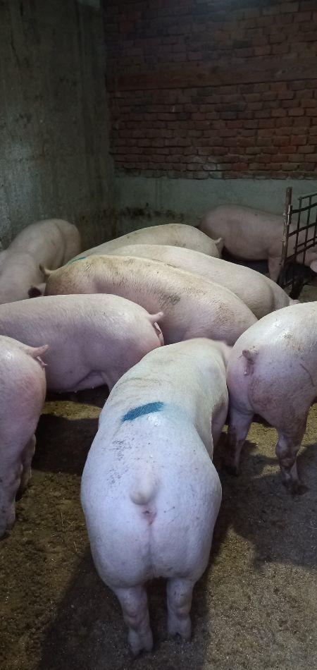 porci de carne diferite mărimi 9 lei kg