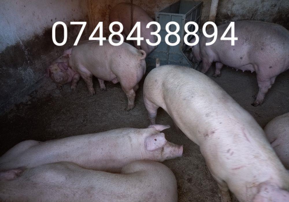 porci de carne diferite marimi.9 lei kg