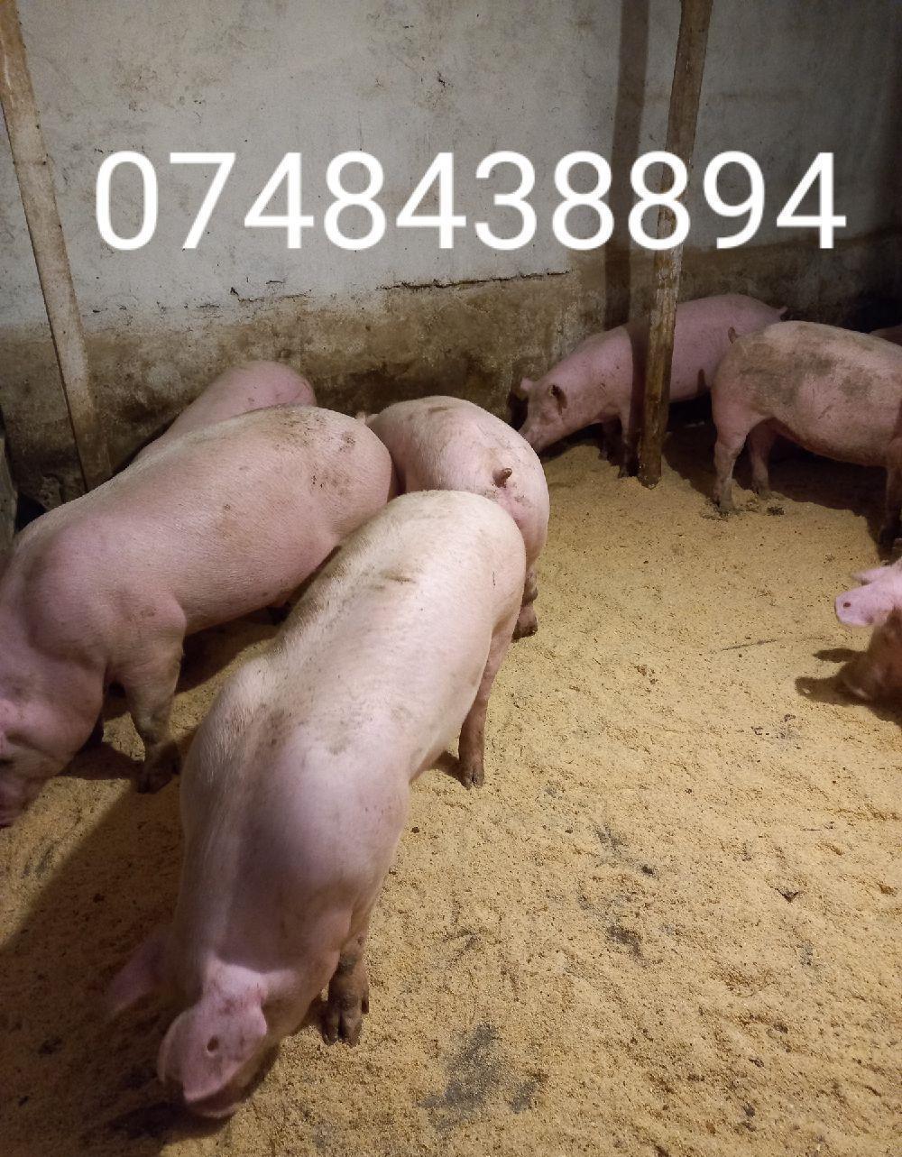 porci de carne diferite marimi.9 lei kg