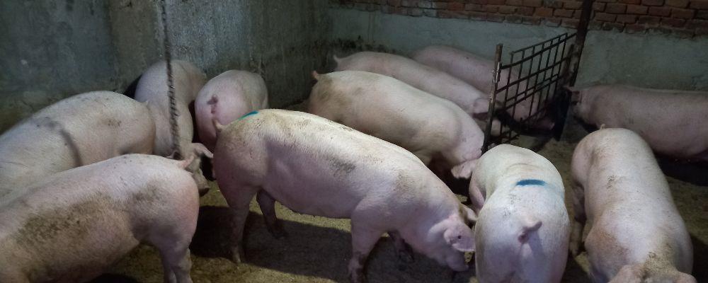 porci de carne la cel mai bun preț