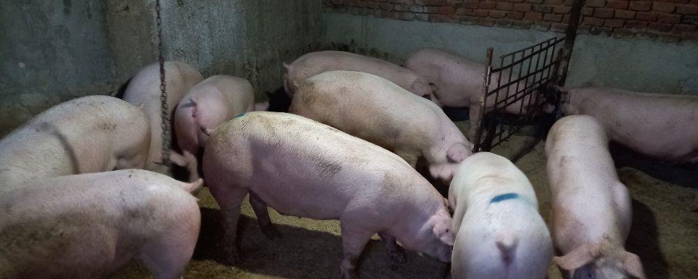 porci de carne la cel mai bun preț