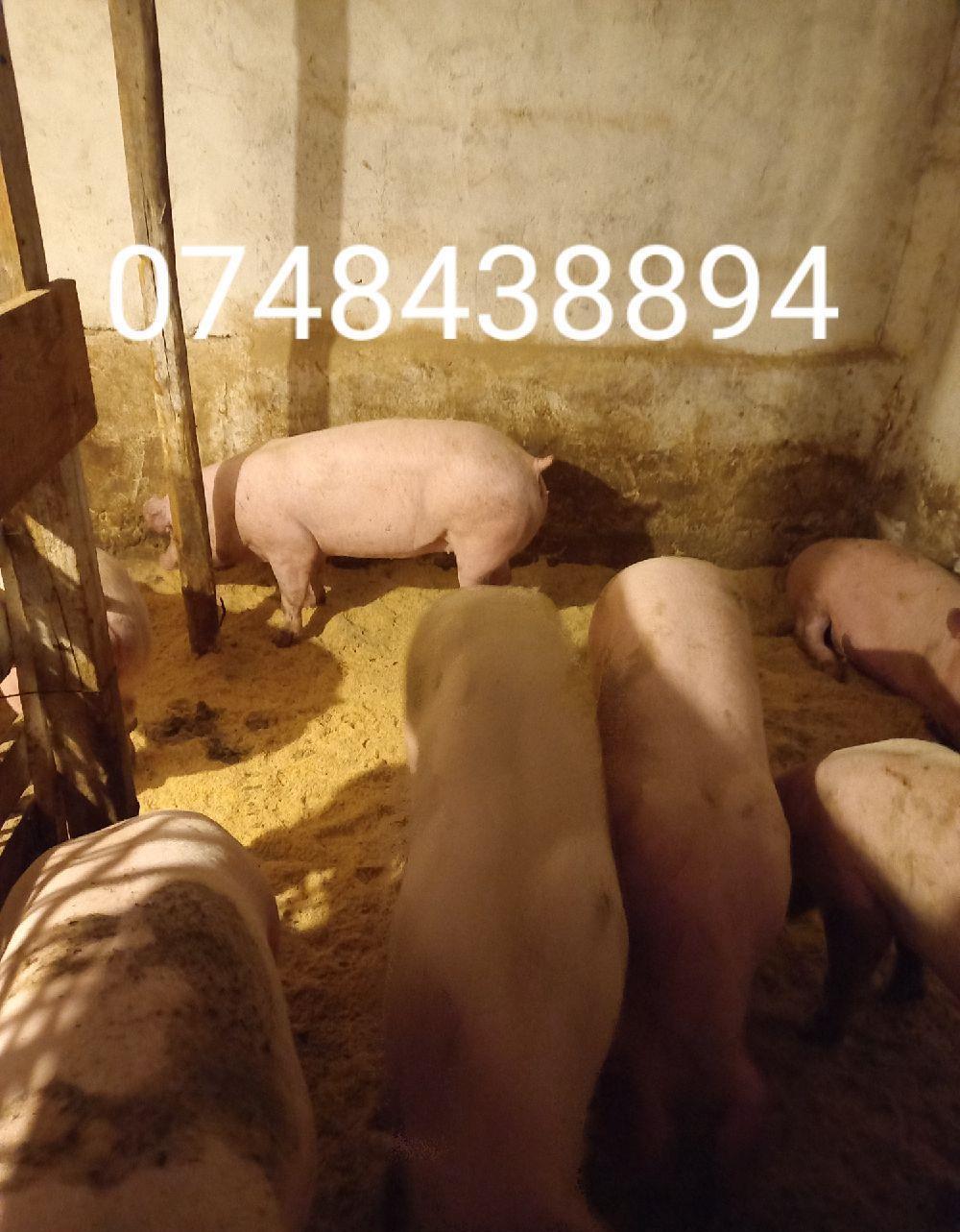 porci de carne la cel mai bun preț