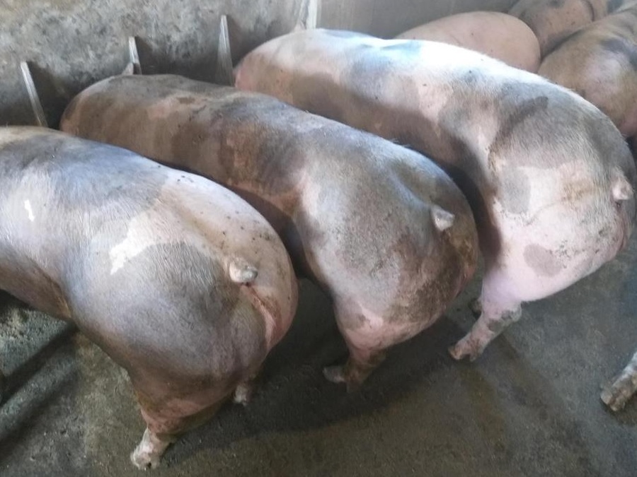 Porci de Carne pentru sacrificat!