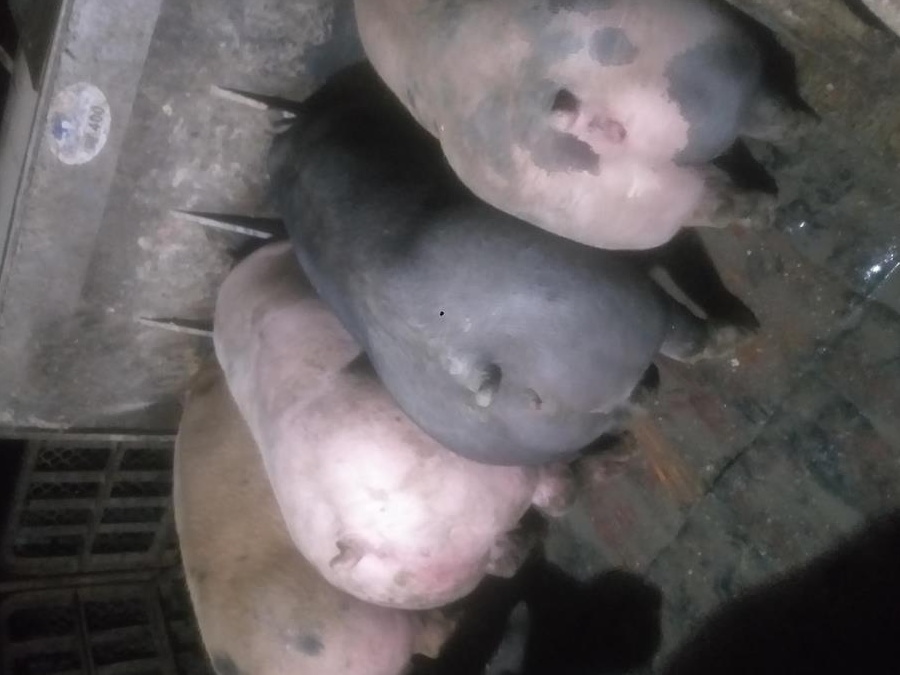 Porci de Carne pentru sacrificat!