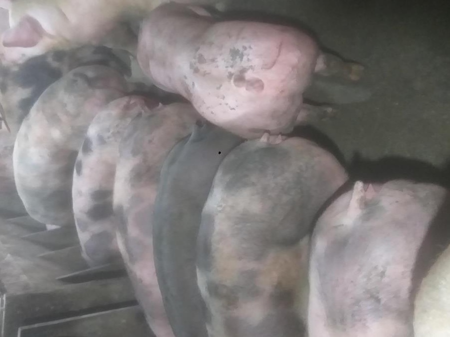 Porci de Carne pentru sacrificat!