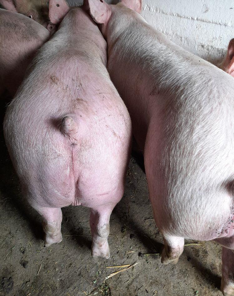 porci de carne pic 9 ron