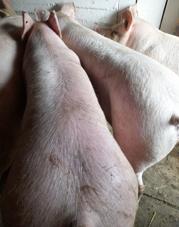 porci de carne pic 9 ron