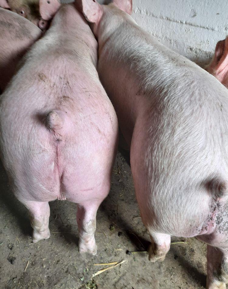 porci de carne pic 9 ron