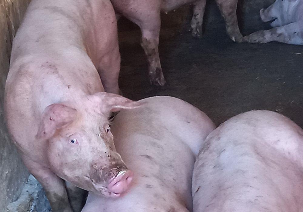 porci de carne pig