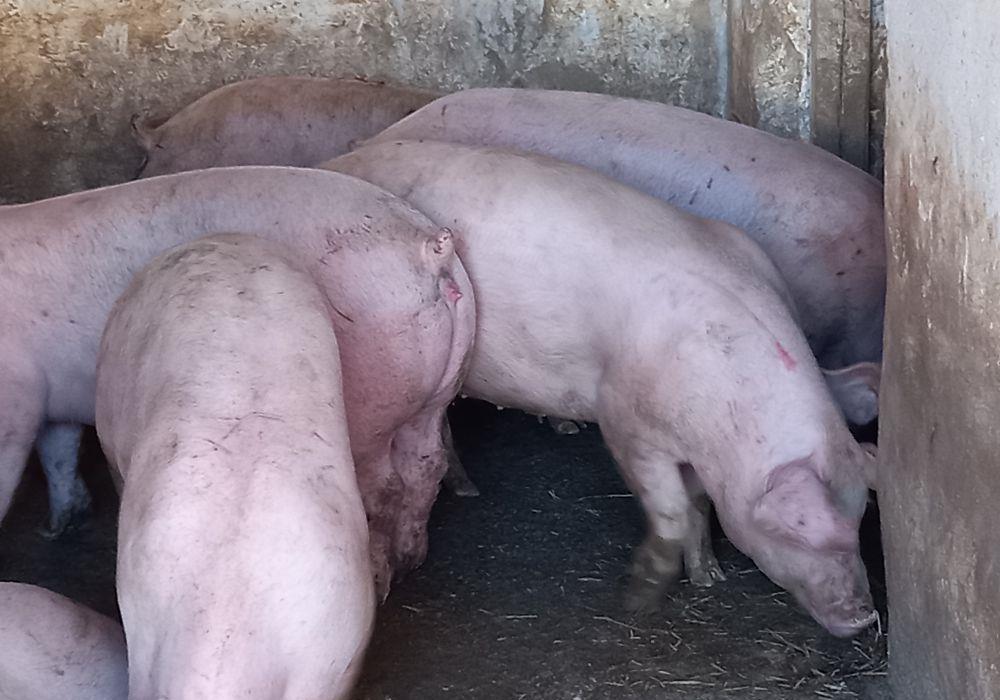 porci de carne pig