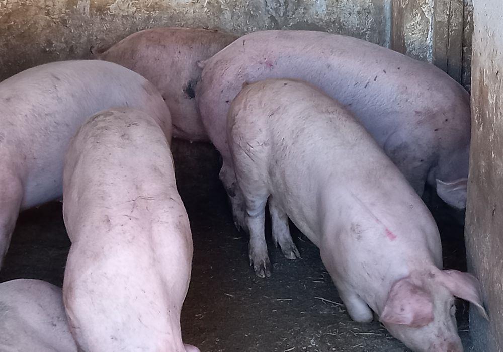 porci de carne pig