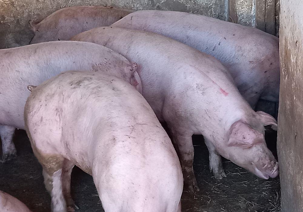 porci de carne pig