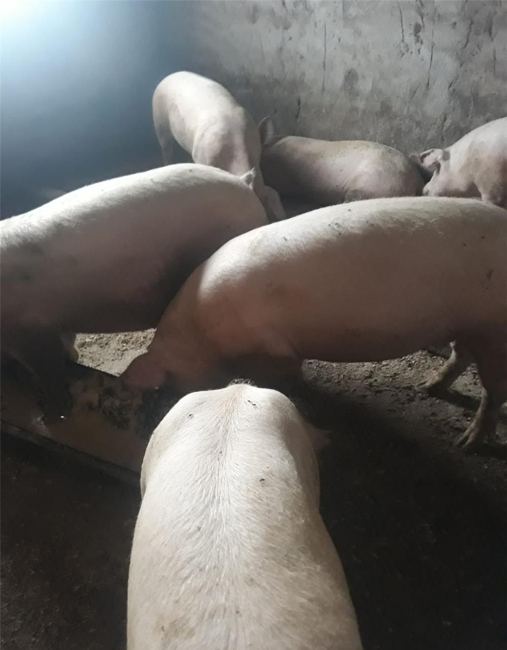 Porci de carne si purcei