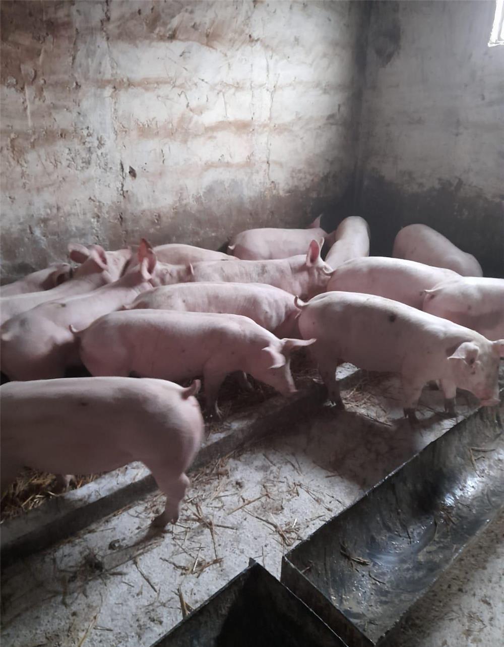 Porci de carne si purcei