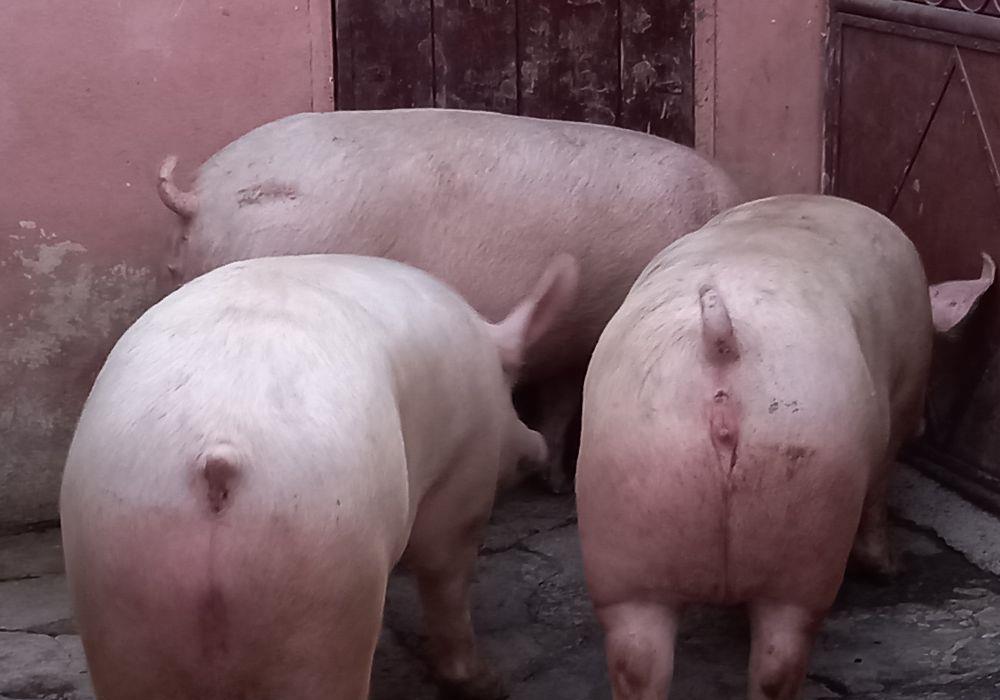 porci de casa rasa pick