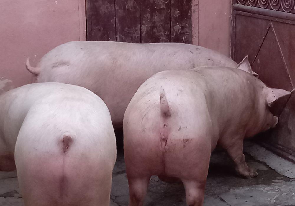 porci de casa rasa pick