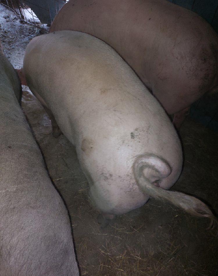 porci de la 120 kg la 140 kg