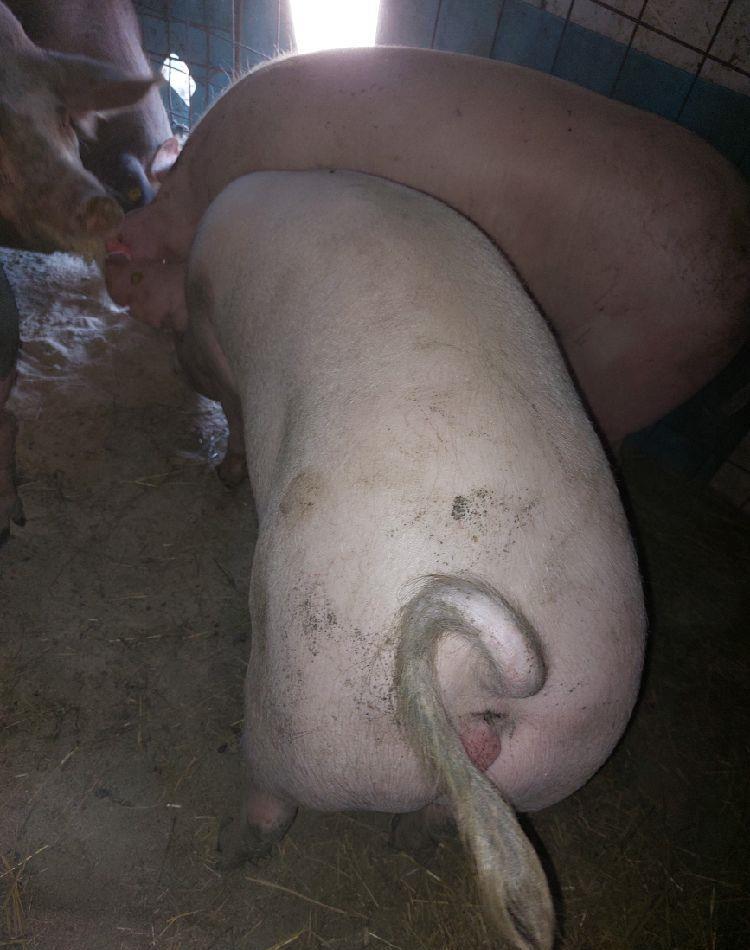 porci de la 120 kg la 140 kg
