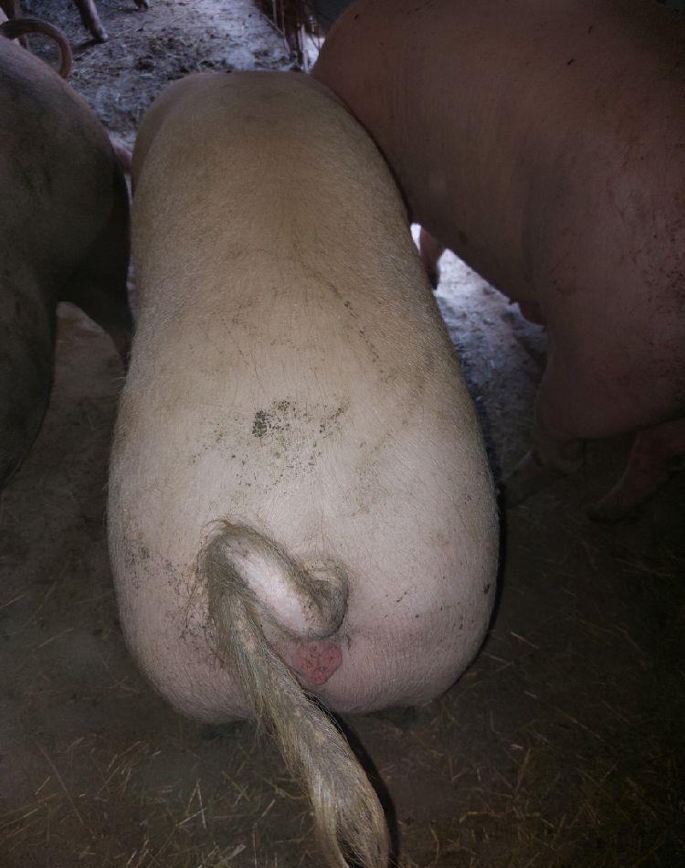 porci de la 120 kg la 140 kg
