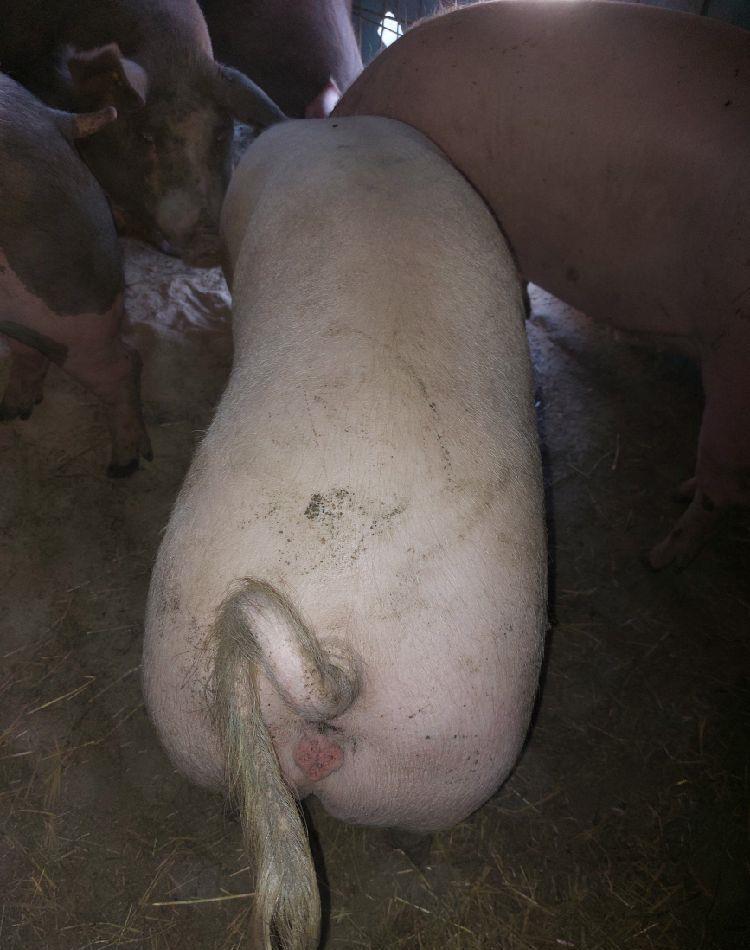 porci de la 120 kg la 140 kg
