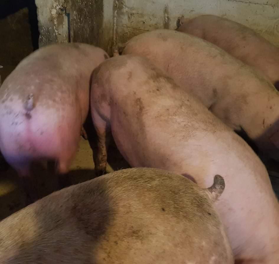 Porci de Rasă